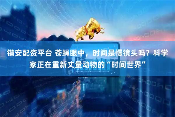锴安配资平台 苍蝇眼中,时间是慢镜头吗?科学家正在重新丈量动物的“时间世界”