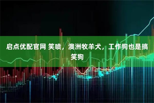启点优配官网 笑喷,澳洲牧羊犬,工作狗也是搞笑狗